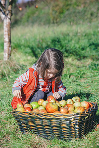 年轻女孩的肖像画看着新鲜的有机苹果在收成的篮子里自然和童年的概念小女孩在有收成的篮子里看着苹果图片