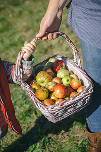 收割时间概念妇女和小孩拿着苹果篮子图片