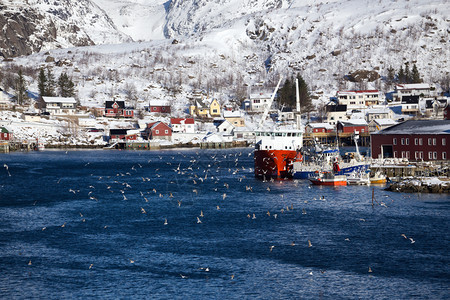 美丽的风景和一群海鸥在前景挪威罗浮敦群岛驯鹿指南挪威图片