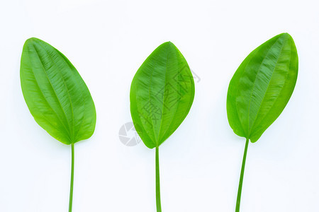 绿色叶子德克萨斯的泥宝echinodrusciolfus叶子孤立于白色背景图片