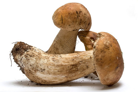 白底的黑西尼蘑菇图片