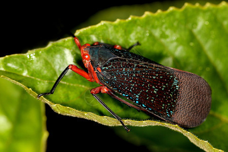 灯笼苍蝇卡利达萨拉纳塔阿金贝卡纳塔因迪亚图片