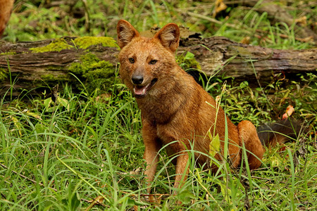 印地安野狗或达孔阿尔卑斯山丘纳加洞公园卡纳塔KarntkIndi图片