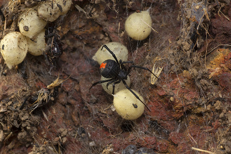 红蜘蛛背着蛋袋印地安那图片