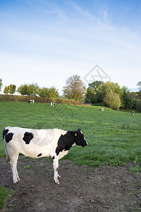 在秋天阳光明媚的日子南断路杜楚省瓦尔肯堡附近的考贝格Valkenburg附近黑奶和白牛图片