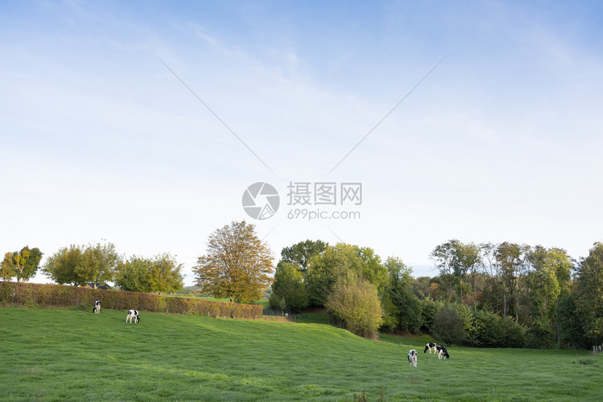 在秋天阳光明媚的日子南断路杜楚省瓦尔肯堡附近的考贝格Valkenburg附近黑奶和白牛图片