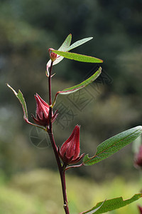 玫瑰花植物hibscuabdrifsmind图片