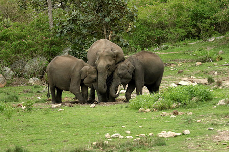 大象头鼻孔公园卡纳塔因迪亚图片