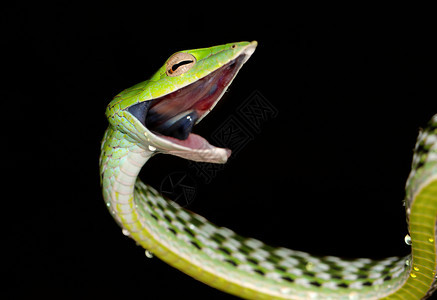 绿藤蛇阿海图拉苏塔古姆贝卡纳塔因迪亚图片