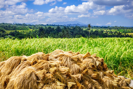 印尼巴厘岛贾蒂卢维水田水稻收获干燥印尼巴厘岛jatiluwih稻谷干燥图片
