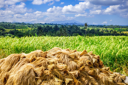 印尼巴厘岛贾蒂卢维水田水稻收获干燥印尼巴厘岛jatiluwih稻谷干燥背景图片