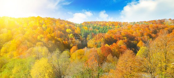 秋天风景明亮的黄色和橙树叶在太阳下宽阔的照片图片