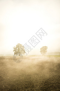 秋天雾中秃的石灰树图片