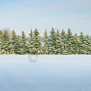 在冬季的圣诞节时间里将新鲜的雪覆盖在树林中图片