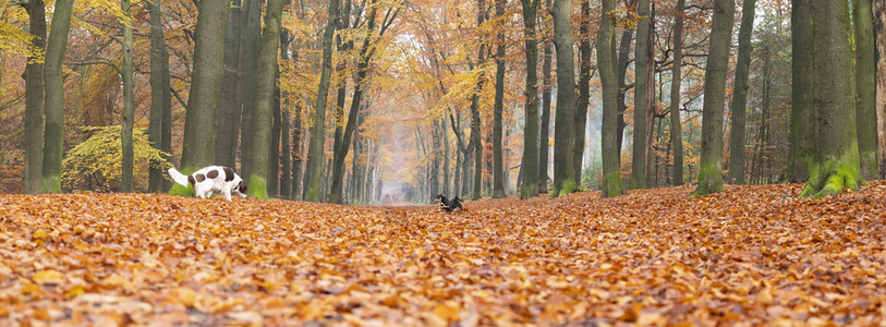 秋天在杜特奇城附近的秋天森林泽西和乌勒支镇附近图片