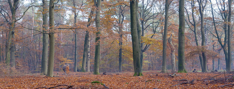 一对夫妇在秋天的森林中行走图片