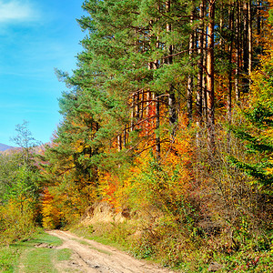 在森林中温暖的秋天景色阳光在树林中闪耀出美丽的光芒图片