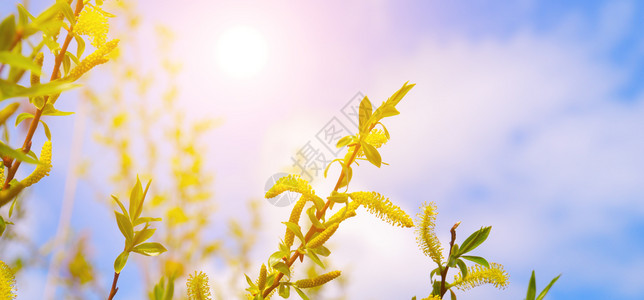 春背景阴户柳树枝猫皮和太阳宽阔的照片图片