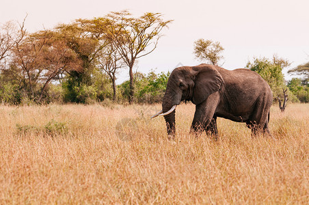 一头大非洲象位于Serngtirumeti热带草原保留地的金热带原森林图片
