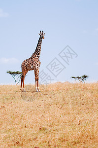 长颈鹿在Serngtirumeti热带草原森林保留地的金草田中行走在大规模移徙期间非洲坦萨尼亚野生动物旅行图片