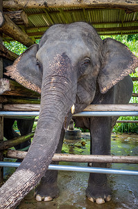 大象在受保护的公园里吉昂马伊泰兰亚西大象在受保护的公园里图片