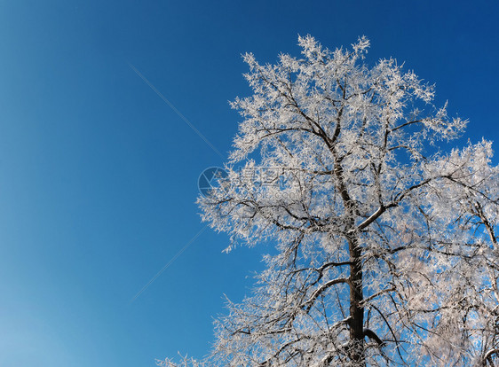 树枝上有白霜覆盖著清蓝的天空图片