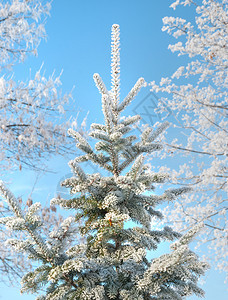 在蓝天的背景下覆盖着白花霜的fir树图片