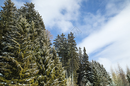 寒冷的冬天空与蓝对面下雪覆盖了卷毛树图片