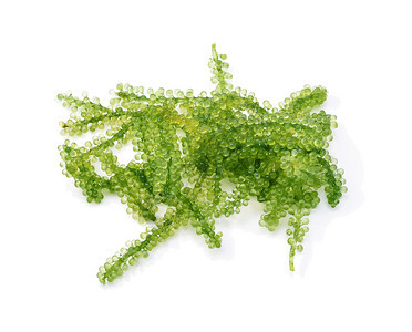 葡萄海藻或白底孤立的绿色鱼子酱图片
