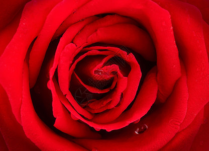 红玫瑰背景图片