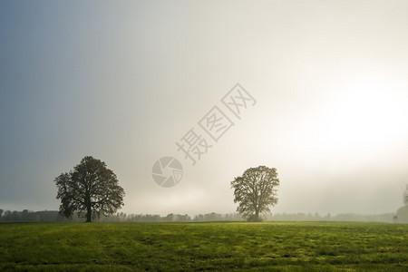 秋天雾中秃的石灰树背景图片