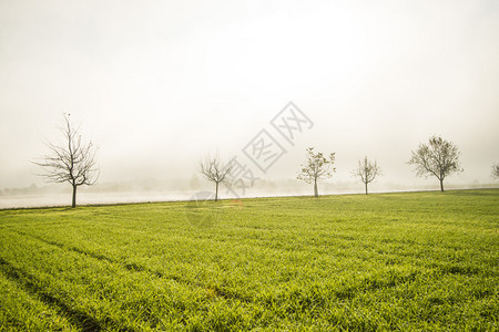 冬季小麦在田边的秋天雾中图片