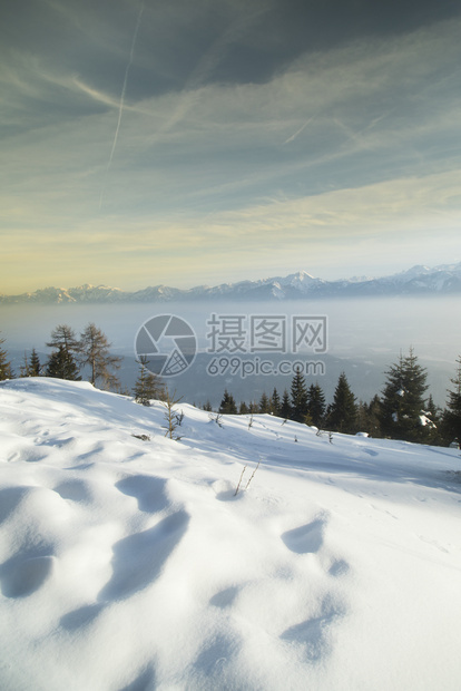 雪木的冬季风景图片