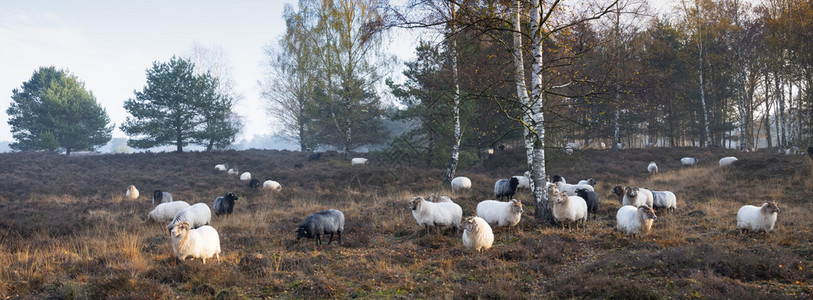 荷兰乌得勒支附近秋天清晨的荒野上一群荷兰绵羊在温暖的阳光下图片