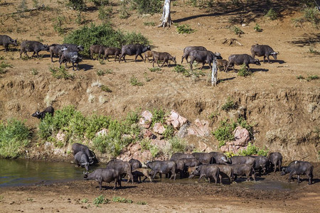 非洲水牛聚集在南部非洲Kruge公园的河岸风景中非洲南部Kruge公园的非洲水牛Bovidae的SpciComptruscafe图片