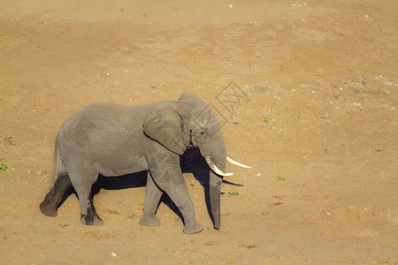 非洲灌木大象在南部非洲Kruge公园的河岸沙滩上行走大象的非洲家庭图片