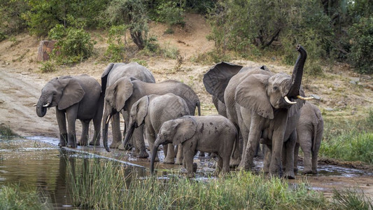 在非洲南部的Kruge公园的水坑中饮用非洲灌木大象家族的SpeiLoxdntafricn家庭图片