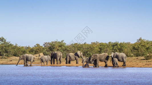 非洲灌木大象沿可食用湖群位于非洲南部的kruge公园大象的speciloxdntafricn家族位于非洲南部的kruge公园的非图片