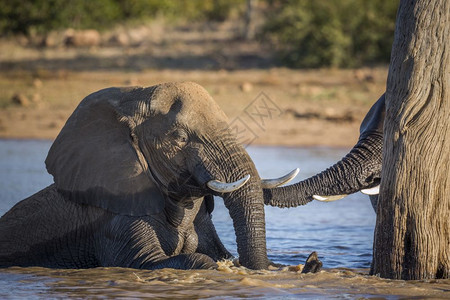 南非洲Kruge公园的非洲灌木大象的非洲家庭南Kruge公园的非洲灌木大象图片