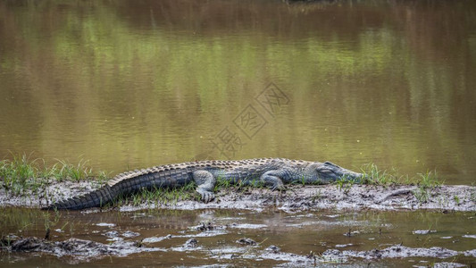 位于非洲南部的Kruge公园的一条河流中无鳄鱼非洲南部的Crocdyliae的Spcilodyusnotrgyus家庭图片