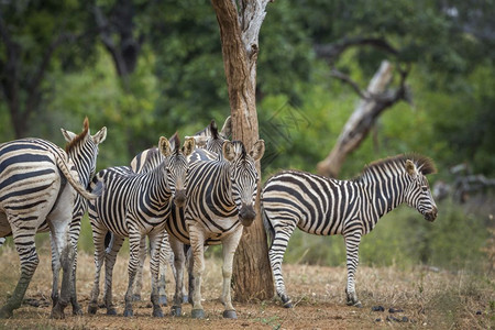 位于非洲南部Kruge公园的热带草原上斑马家庭位于非洲南部Kruge公园的蓝斑马家庭位于非洲南部Kruge公园的蓝斑马图片