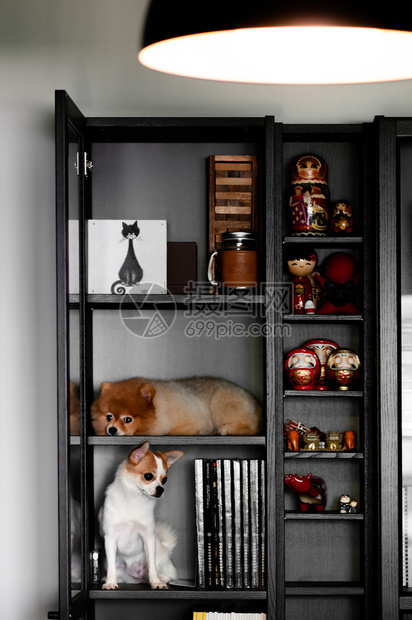 2015Bangkothailnd可爱的年轻小狗坐在黑色书架上面有籍和亚洲风格的家庭装饰娃图片