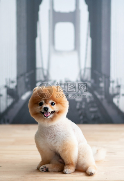 小狗坐在木板上图片