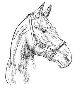 赛马伯乐黑色背景中孤立的黑色马头矢量手绘插图马的反向风格肖像设计