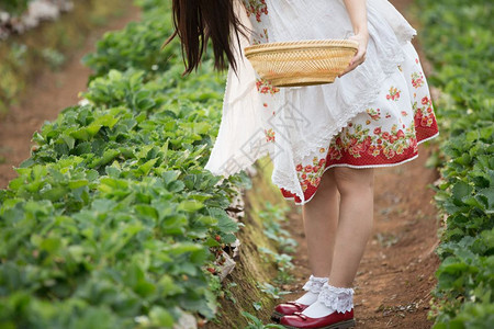 在田里采摘草莓的女孩图片