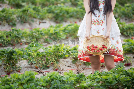 草莓田里的收割女孩图片