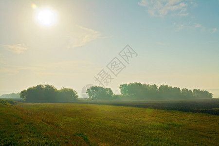 夏季清晨风景包括田野太阳蓝天空雾和背景中的树木图片