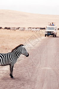 草原汽车在Ngorn保护区金草地的土路和在野外旅行的非洲生动物考察旅行的Ngorn保护区的金草田中游离公路上的斑马和游离公路的野外旅行斑背景