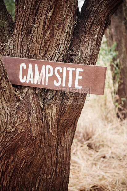 热带草原森林大树上的古老木林露营标志杆野外露营概念图片