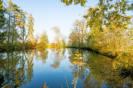 秋天在背光下带叶子的池塘图片